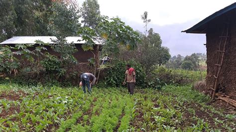 LIVESTOCK IMPROVEMENT AND DEVELOPMENT IN ETHIOPIA: A JOURNEY INTO TRADITIONAL KNOWLEDGE AND MODERN TECHNIQUES